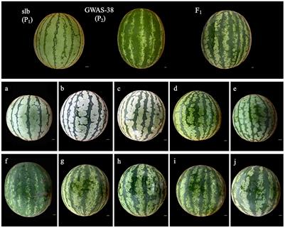 Fine genetic mapping and transcriptomic analysis revealed major gene modulating the clear stripe margin pattern of watermelon peel